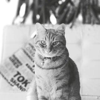 GARFİELD